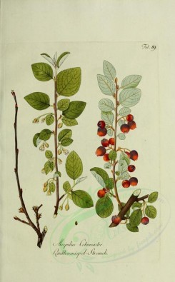 plants-09216 - mespilus cotoneaster [2671x4302]
