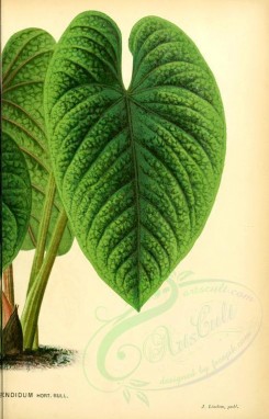 plants-18235 - anthurium splendidum, 2 [2574x4010]