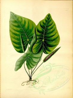 plants-19356 - anthurium peltatum [4372x5870]