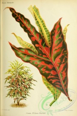 plants-30365 - Croton M Louis Fournier [3303x4979]
