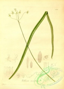 plants_of_amazon-00048 - gilliesia montana