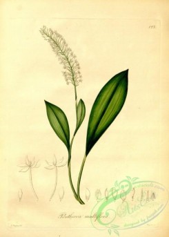 plants_of_amazon-00080 - ponthieva multiflora