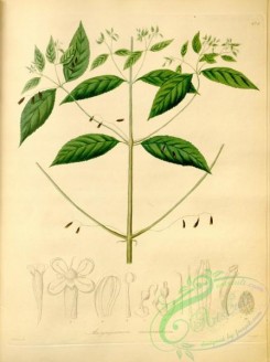 plants_of_amazon-00107 - ancyrossemon micranthum