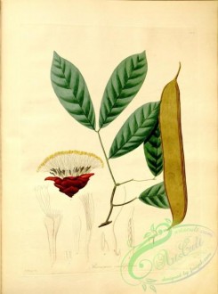 plants_of_amazon-00112 - brownea cauliflora