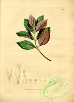 plants_of_amazon-00119 - columnea moesta