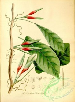plants_of_amazon-00166 - philodendron heterophyllum