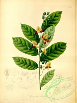 plants_of_amazon-00183 - swartzia calophylla