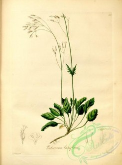 plants_of_amazon-00193 - valeriana laxiflora