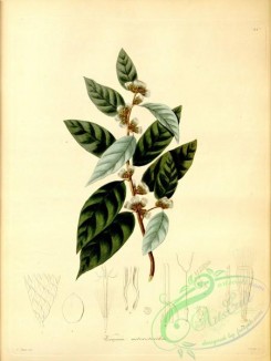 plants_of_amazon-00198 - vernonia asterotrichia