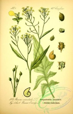 plants_of_germany-00028 - bunias orientalis, bunias erucago