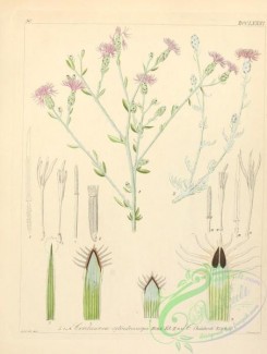 plants_of_germany-00544 - centaurea cylindrocarpa, centaurea chaubardi