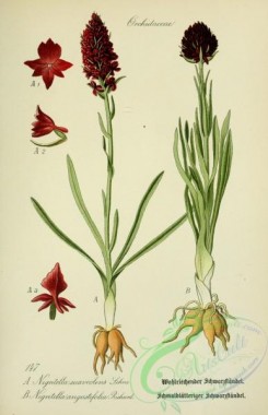 plants_of_germany-01724 - nigritella suaveolens, nigritella angustifolia