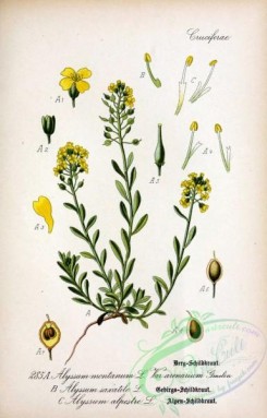 plants_of_germany-01788 - alyssum montanum arenarium, alyssum saxatile, alyssum alpestre