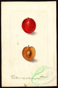 plum-00032 - 4733-Prunus domestica-America [2656x4000]