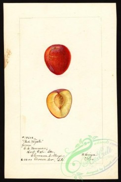 plum-00264 - 4989-Prunus domestica-Red Nagate [2675x4000]