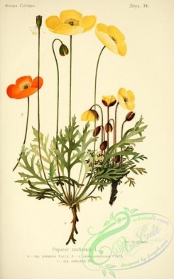 poppies_flowers-00232 - papaver nudicaule