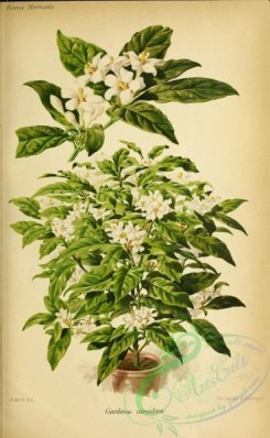 potted_plants-00093 - gardenia citriodora