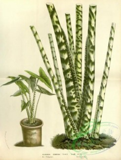 potted_plants-00140 - alocasia zebrina