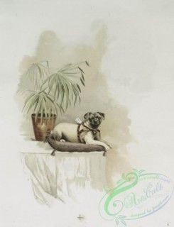prang_cards_animals-00183 - 1224-A Calendar depicting dogs-laying on a pillow, in the forest, howling at the moon and drinking water 100908