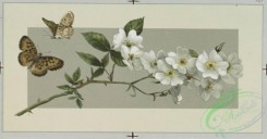 prang_cards_butterflies-00025 - 0440-Christmas and Easter cards depicting flowers, butterflies, bees, birds, trees and the sun 105849