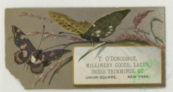 prang_cards_butterflies-00058 - 1763-Trade cards depicting butterflies, holly, flowers, plants, strawberries, cows and birch bark 103539