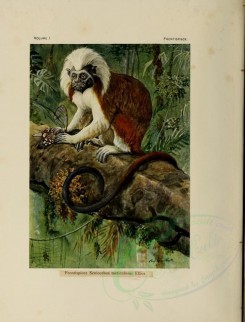 primates-00020 - Cottontop Tamarin [2436x3198]