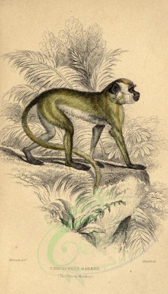 primates-00052 - Green Monkey [1614x2830]