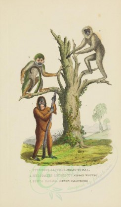 primates-00097 - Red or Asiatic Orang-outang, Hoolock, Green Monkey [2857x4865]
