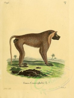 primates-00246 - Yellow baboon [2315x3053]
