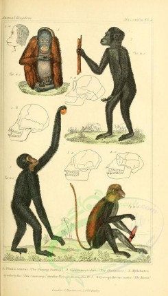 primates-00261 - Orang-outang, Chimpanzee, Siamang, Mona [1826x3199]