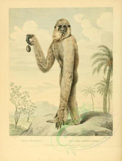 primates-00273 - LONG-ARMED GIBBON [2352x3088]