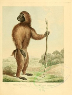 primates-00278 - WOOD BABOON [2352x3088]
