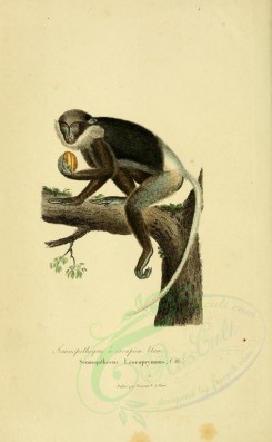 primates-00283 - Purple-faced langur [2316x3751]