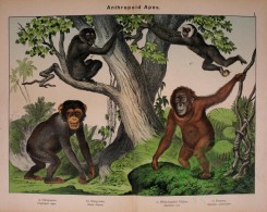 primates-00295 - Chimpanzee, Orang-outan, White-handed Gibbon, Siamang [3159x2513]