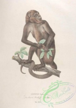 primates-00327 - 030-mycetes fuscus