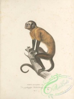 primates-00332 - 001-cebus macrocephalus