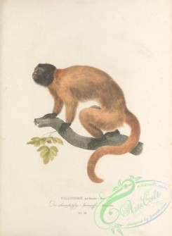 primates-00342 - 011-callithrix perfonata