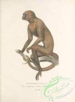 primates-00359 - 028-gastramargus infumatus