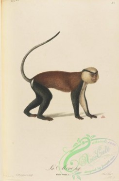 primates-00386 - 022-simia mona