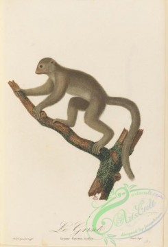 primates-00418 - 054-lemur griseus