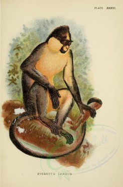 primates_best-00006 - EVERETT'S LANGUR [2245x3400]