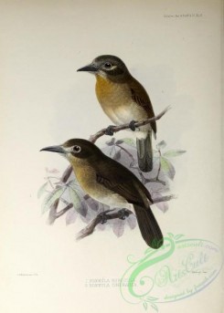 puffbirds-00020 - Rusty-breasted Nunlet, nonnula cineracea