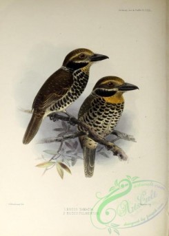 puffbirds-00021 - Spotted Puffbird, bucco pulmentum