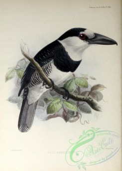 puffbirds-00030 - White-necked Puffbird