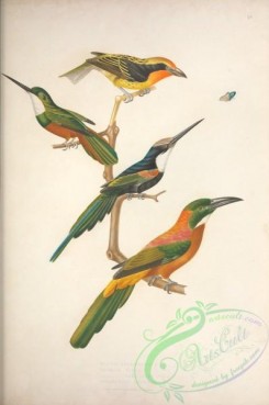 puffbirds-00039 - 007-bucco cayennensis, calbula viridis, calbula paradisaea, jacamerops cranois