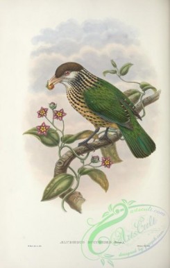 puffbirds-00046 - aeluroedus buccoides