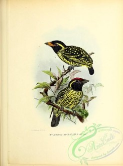 puffbirds-00051 - xylobucco duchaillui