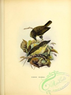puffbirds-00052 - xylobucco scolopacea
