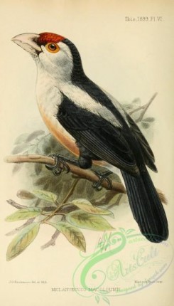 puffbirds-00057 - melanobucco macclounii