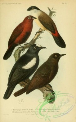 puffbirds-00058 - habropyga nonnula, lagonosticta oenochroa, pentholaea clericalis
